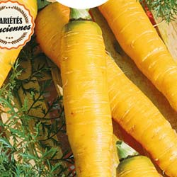 Obtuse du Doubs yellow carrot